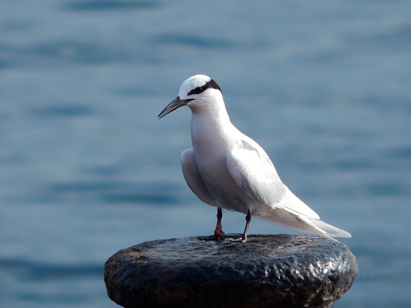 Black-naped Tern (Sterna sumatrana) photo