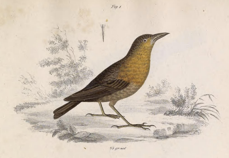 Southern Chestnut-breasted Wren (Cyphorhinus thoracicus) photo