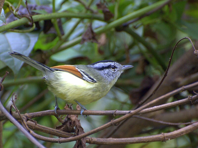 Rufous-margined Antwren (Herpsilochmus rufimarginatus) photo