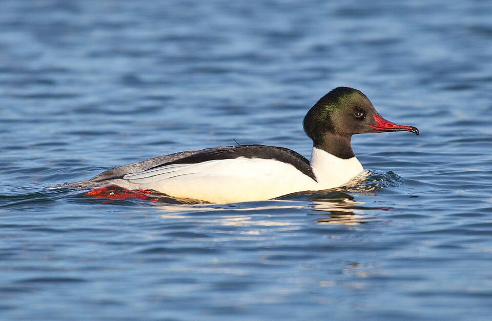 Common Merganser (Mergus merganser)