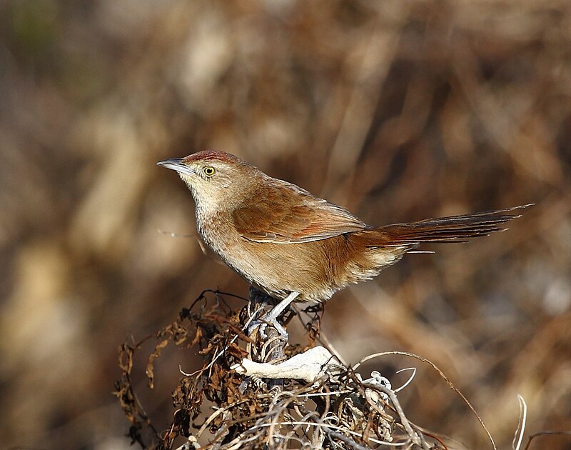 Freckle-breasted Thornbird (Phacellodomus striaticollis) photo