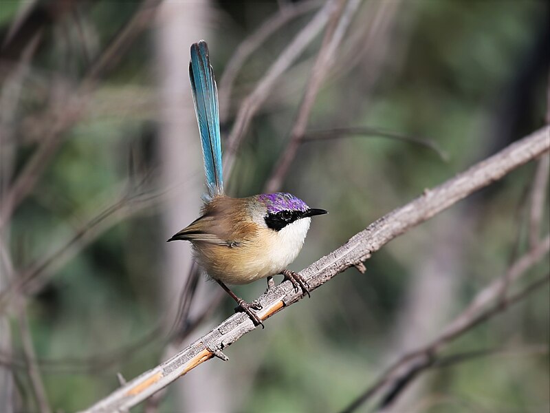 Purple-crowned Fairywren (Malurus coronatus) photo