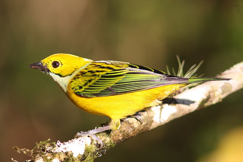 Silver-throated Tanager (Tangara icterocephala) photo
