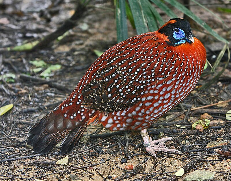 Temminck's Tragopan (Tragopan temminckii) photo