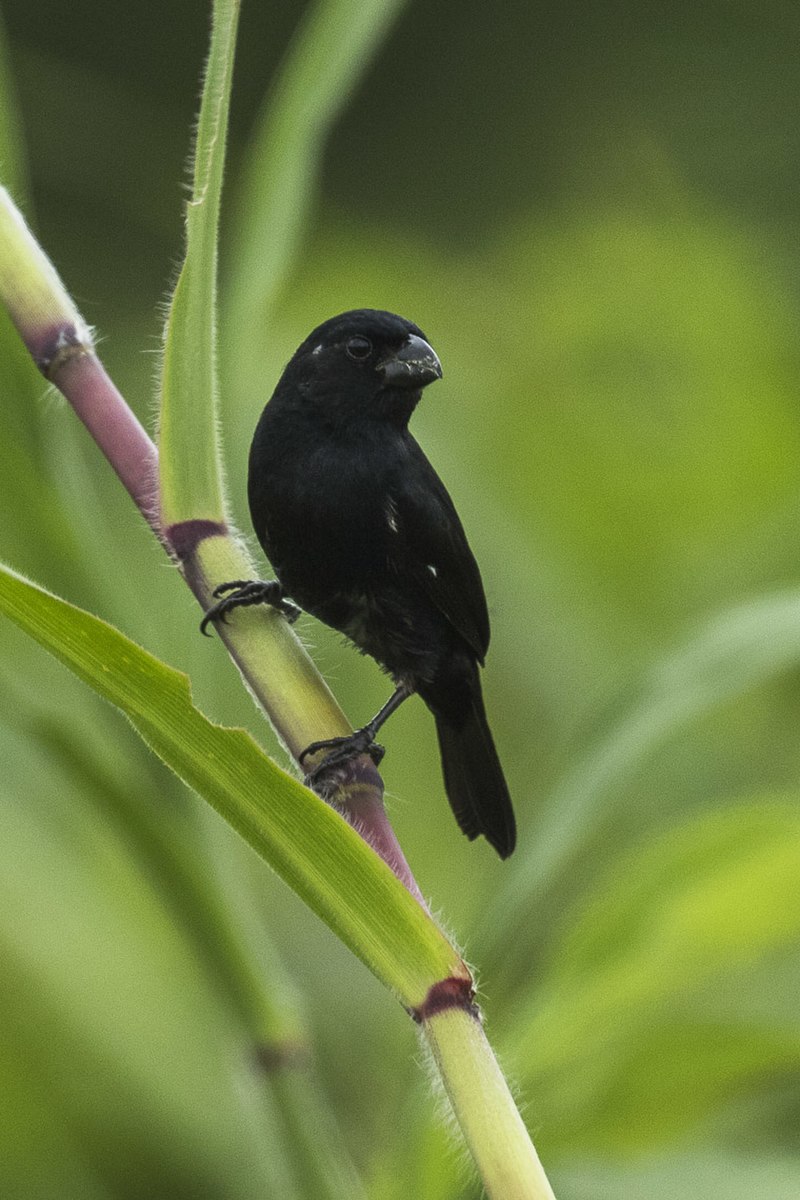 Thick-billed Seed-Finch (Sporophila funerea) photo