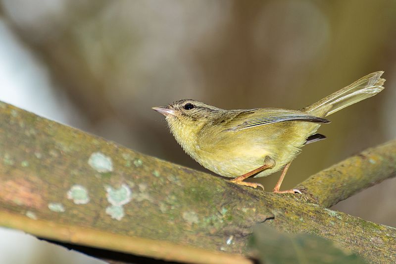 Three-striped Warbler (Basileuterus tristriatus) photo