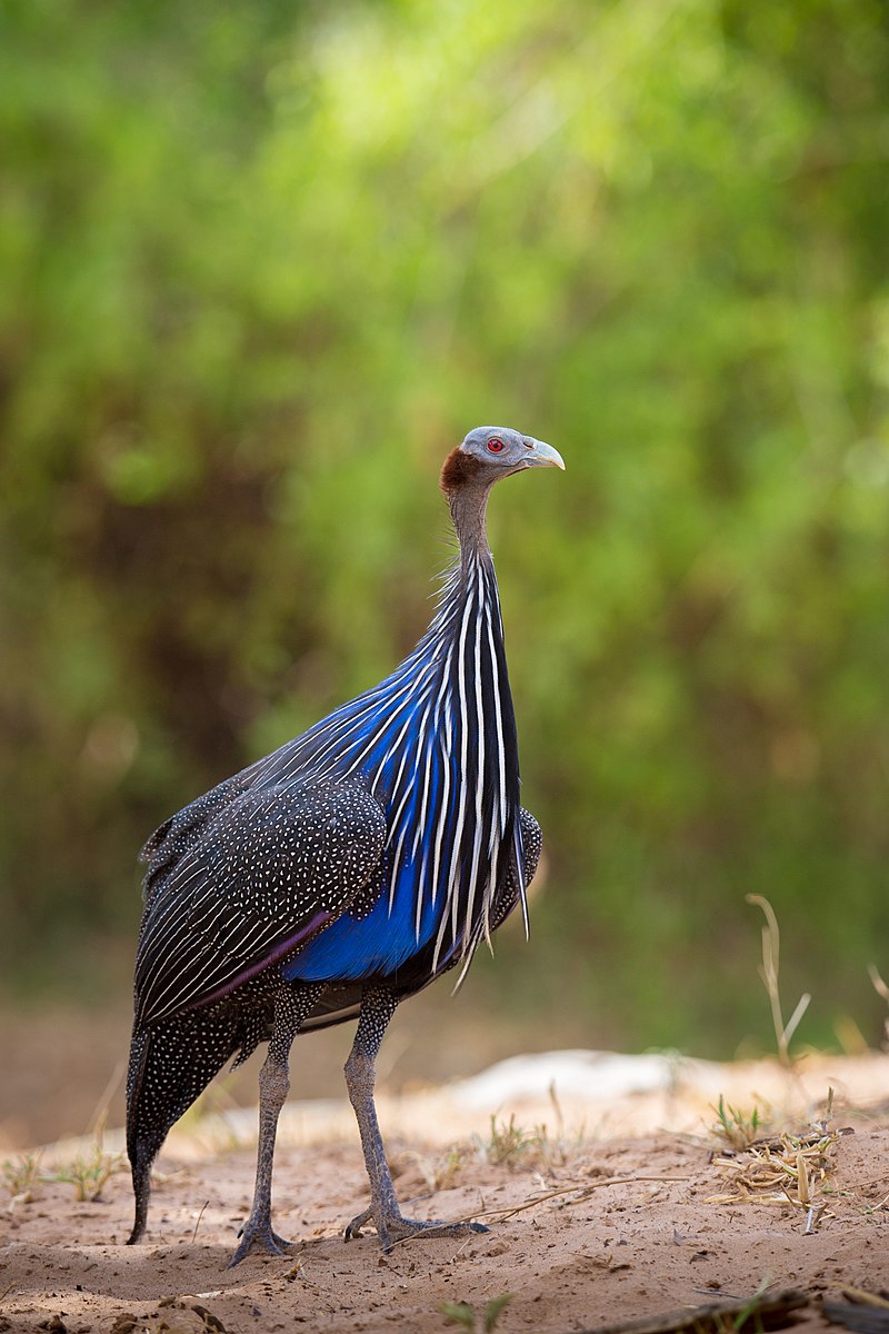 Vulturine Guineafowl (Acryllium vulturinum) photo