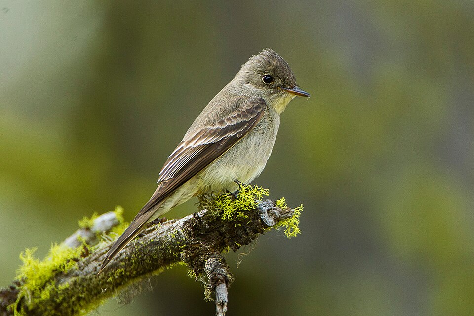 Western Wood-Pewee (Contopus sordidulus)