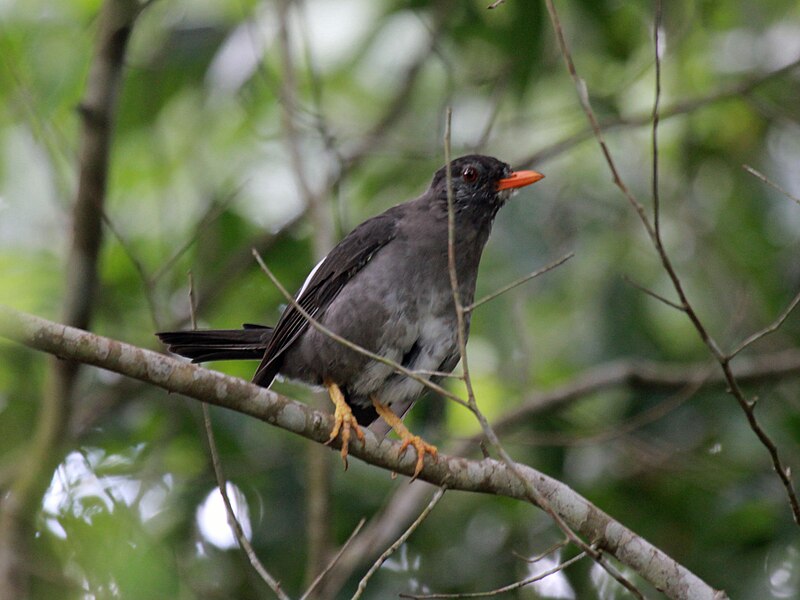 White-chinned Thrush (Turdus aurantius) photo
