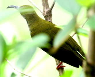Bornean Spiderhunter (Arachnothera everetti) photo
