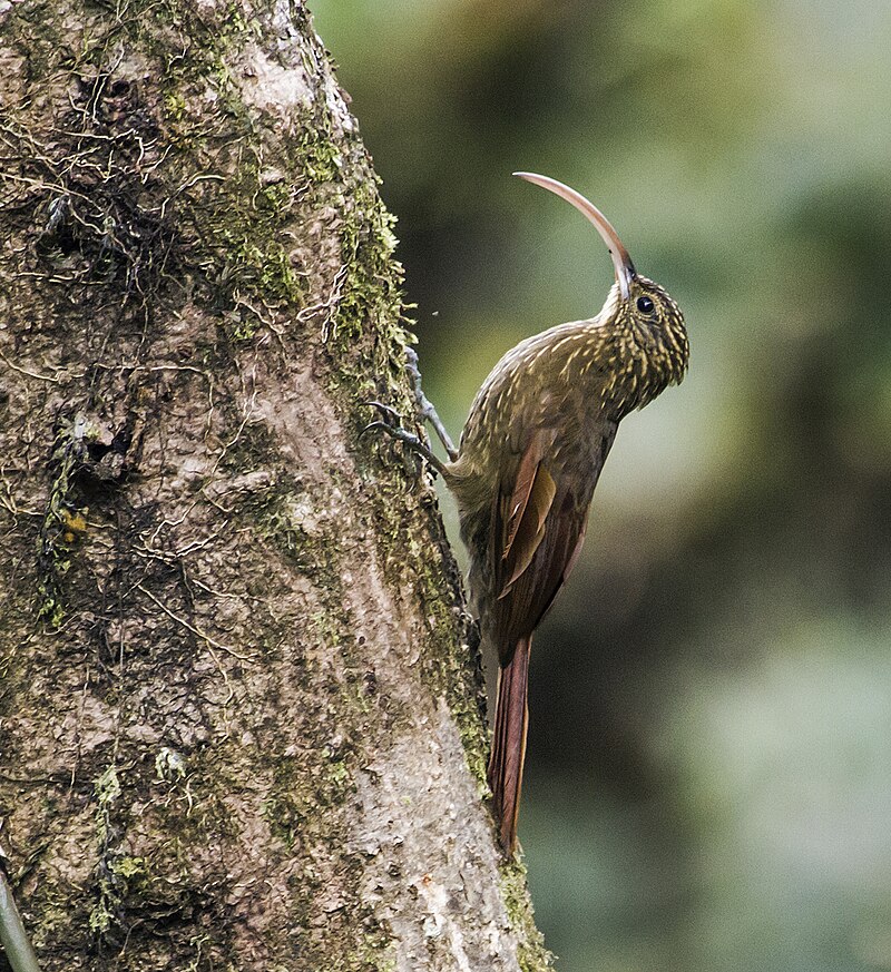 Brown-billed Scythebill (Campylorhamphus pusillus) photo