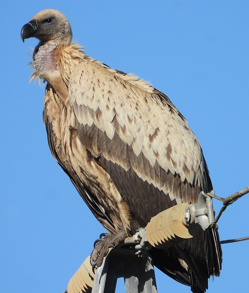 Cape Griffon (Gyps coprotheres) photo