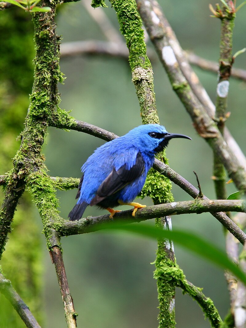Shining Honeycreeper (Cyanerpes lucidus) photo