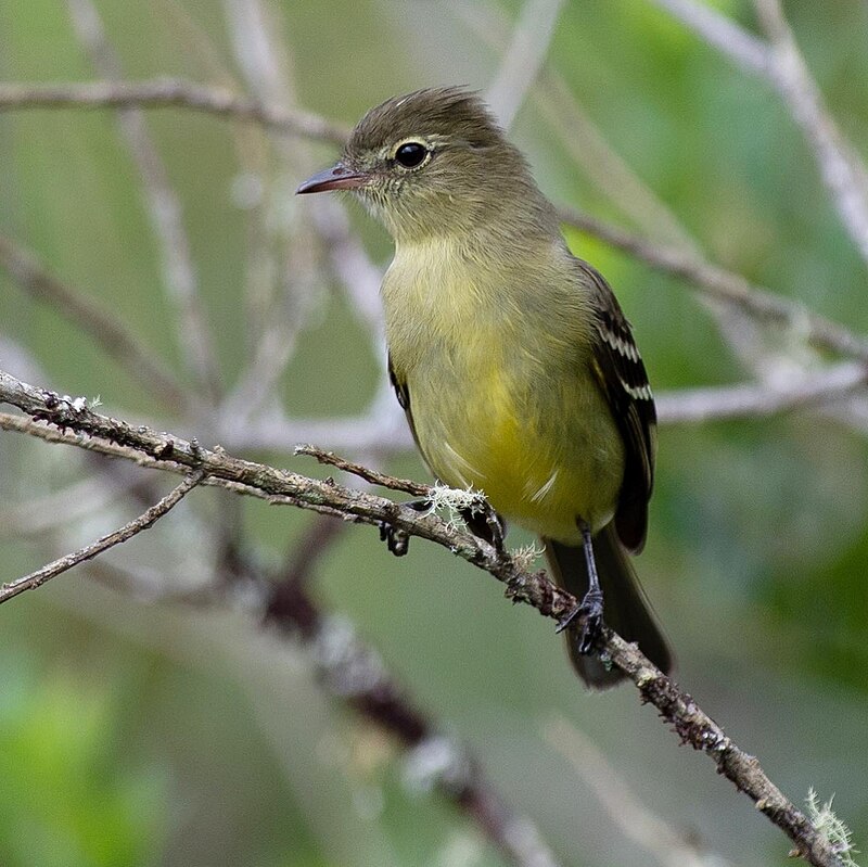 Tepui Elaenia (Elaenia olivina) photo