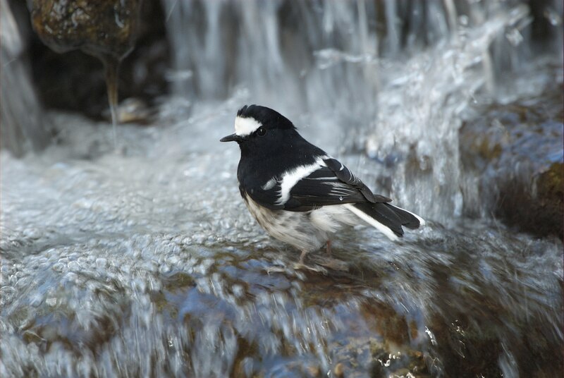 Little Forktail (Enicurus scouleri) photo