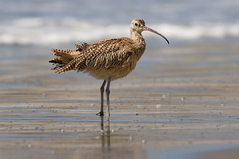 Long-billed Curlew (Numenius americanus) photo