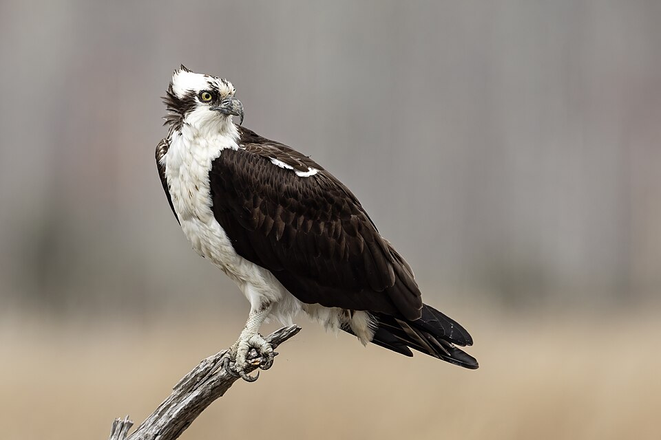 Osprey (Pandion haliaetus)