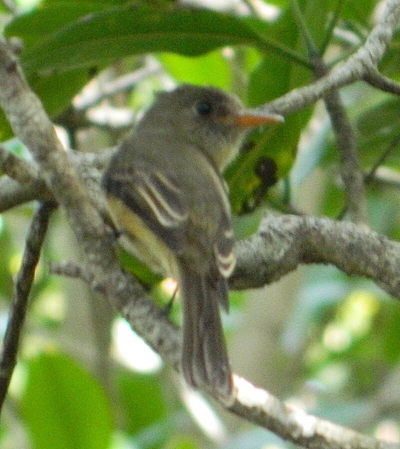 Lesser Antillean Pewee (Contopus latirostris) photo