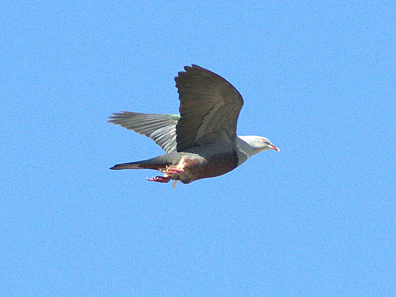 Spotted Imperial-Pigeon (Ducula carola) photo