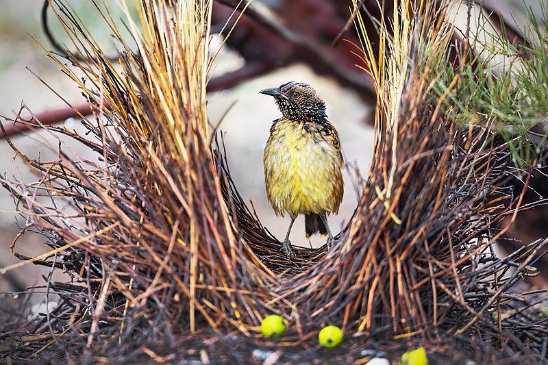 Western Bowerbird (Chlamydera guttata) photo