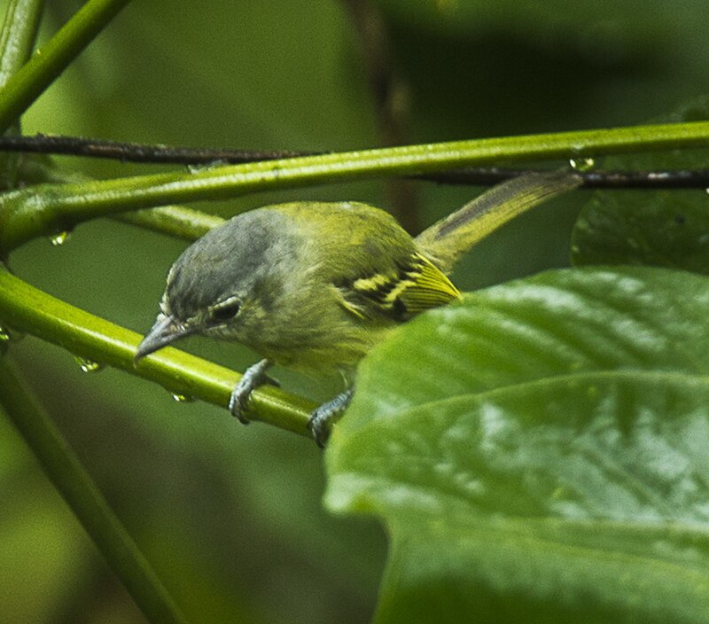 Ashy-headed Tyrannulet (Tyranniscus cinereiceps) photo