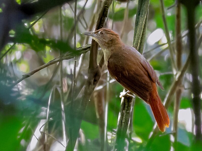 Chestnut-crowned Foliage-gleaner (Automolus rufipileatus) photo