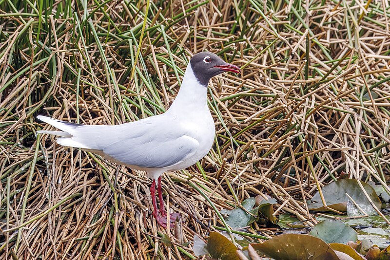 Brown-hooded Gull (Chroicocephalus maculipennis) photo