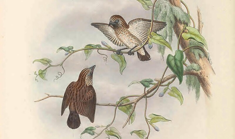 Mottled Flowerpecker (Dicaeum tristrami) photo