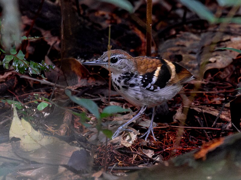 Banded Antbird (Dichrozona cincta) photo