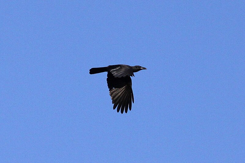 Jamaican Crow (Corvus jamaicensis) photo