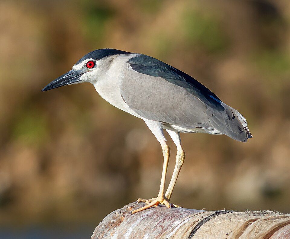 Black-crowned Night-Heron (Nycticorax nycticorax)