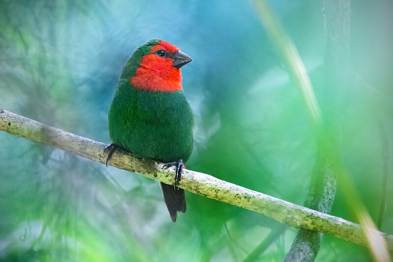 Red-throated Parrotfinch (Erythrura psittacea) photo
