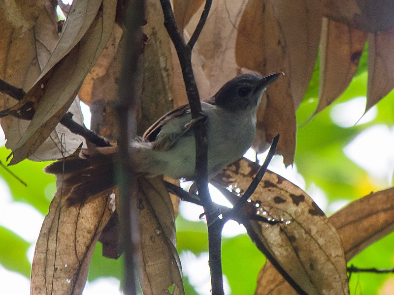 Sooty-capped Babbler (Malacopteron affine) photo