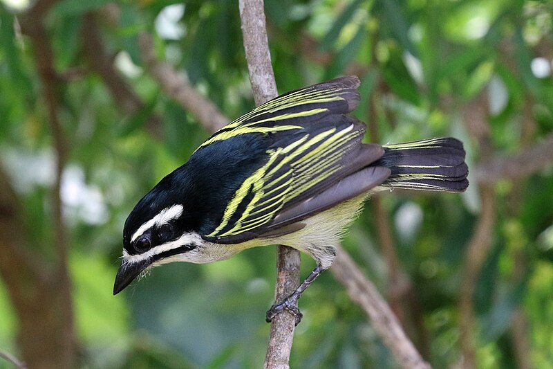 Yellow-rumped Tinkerbird (Pogoniulus bilineatus) photo