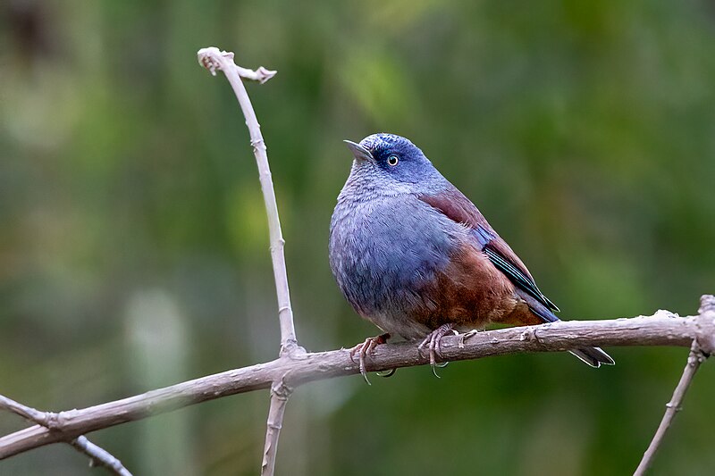 Maroon-backed Accentor (Prunella immaculata) photo