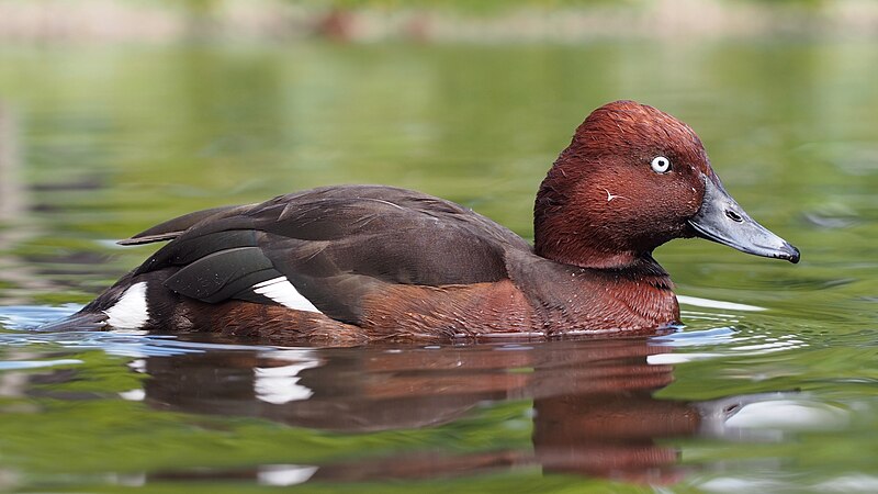 Ferruginous Duck (Aythya nyroca) photo