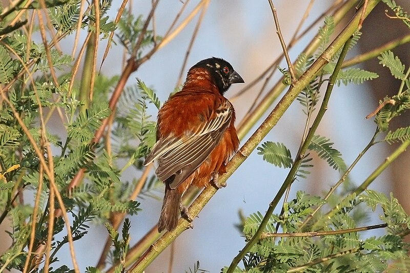 Chestnut Weaver (Ploceus rubiginosus) photo