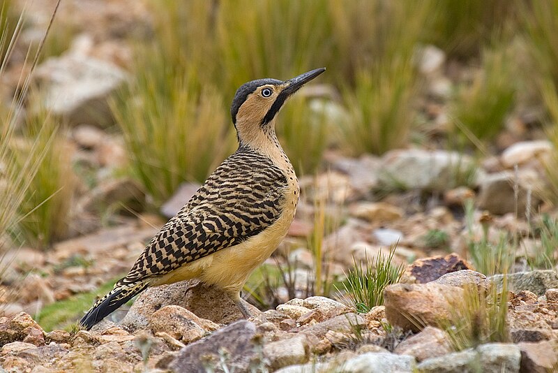 Andean Flicker (Colaptes rupicola) photo