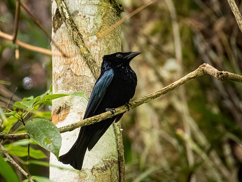 Sumatran Drongo (Dicrurus sumatranus) photo