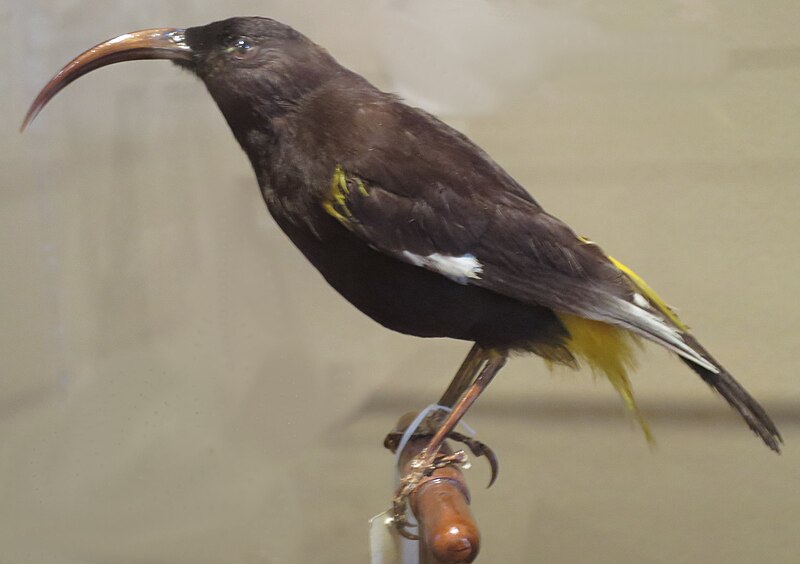 Hawaii Mamo (Drepanis pacifica) photo