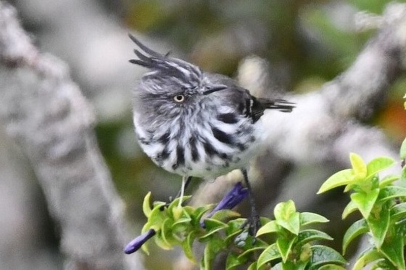 Juan Fernandez Tit-Tyrant (Anairetes fernandezianus) photo