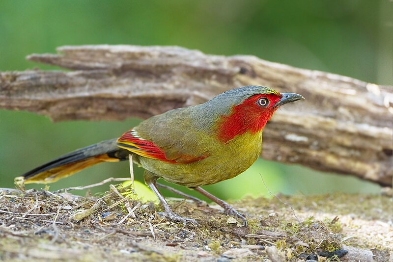 Scarlet-faced Liocichla (Liocichla ripponi) photo