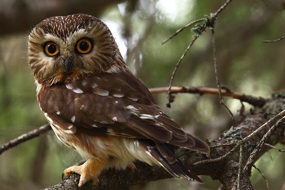 Northern Saw-whet Owl (Aegolius acadicus)