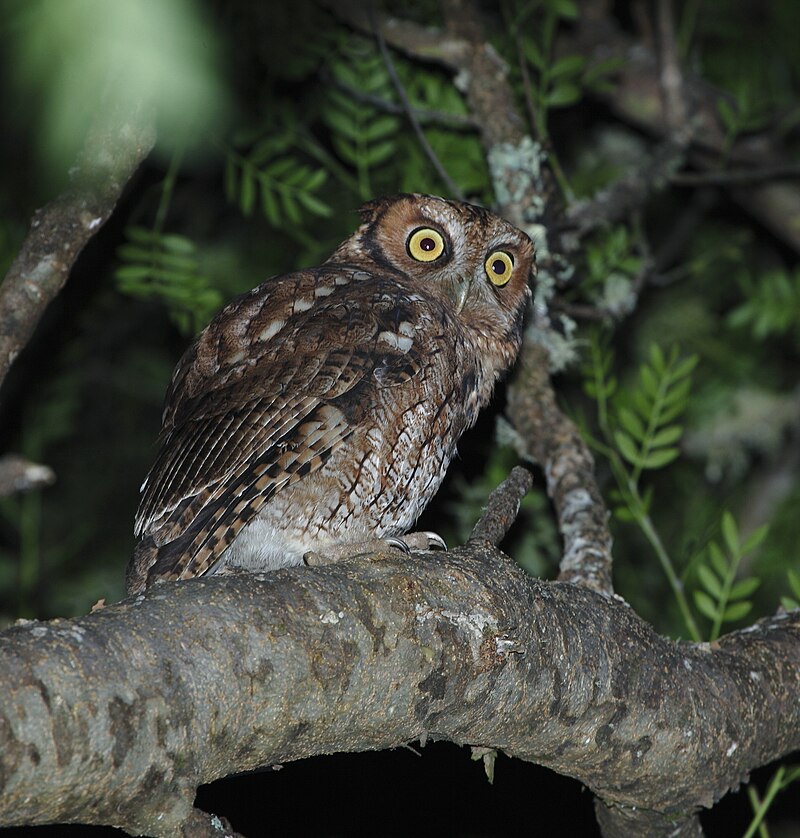 Long-tufted Screech-Owl (Megascops sanctaecatarinae) photo