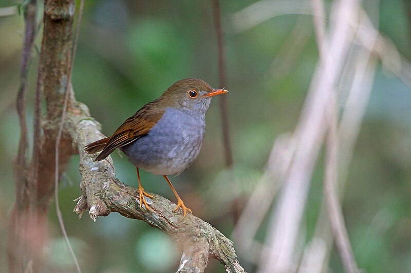 Orange-billed Nightingale-Thrush (Catharus aurantiirostris) photo