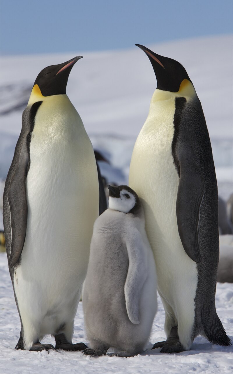 Emperor Penguin (Aptenodytes forsteri) photo