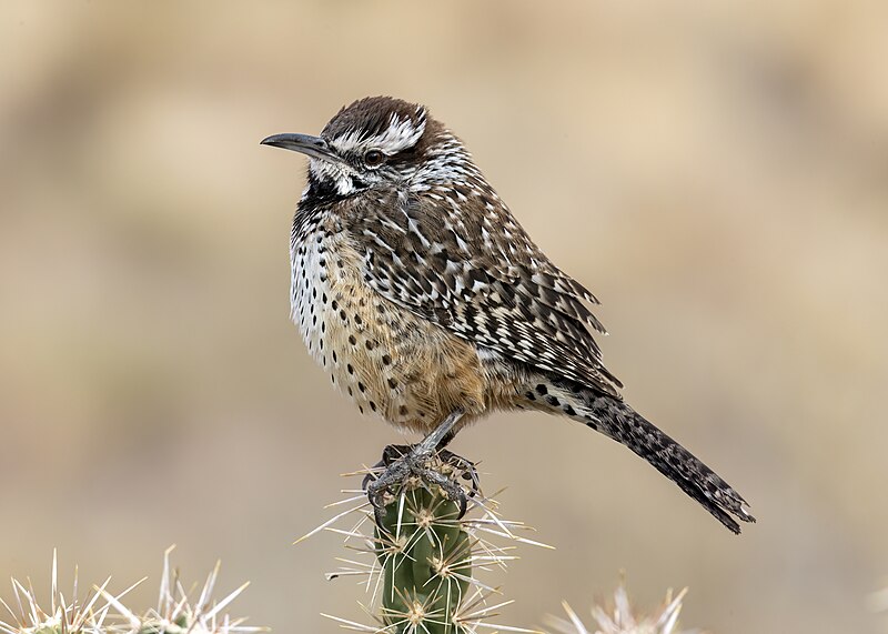 Cactus Wren (Campylorhynchus brunneicapillus) photo