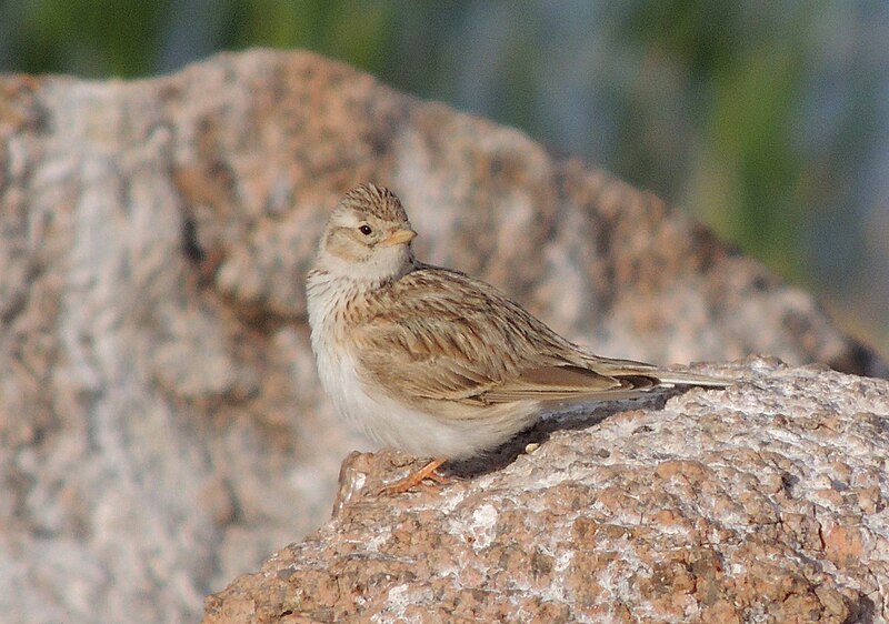 Asian Short-toed Lark (Alaudala cheleensis) photo
