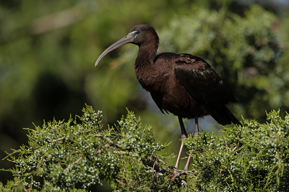Glossy Ibis (Plegadis falcinellus)