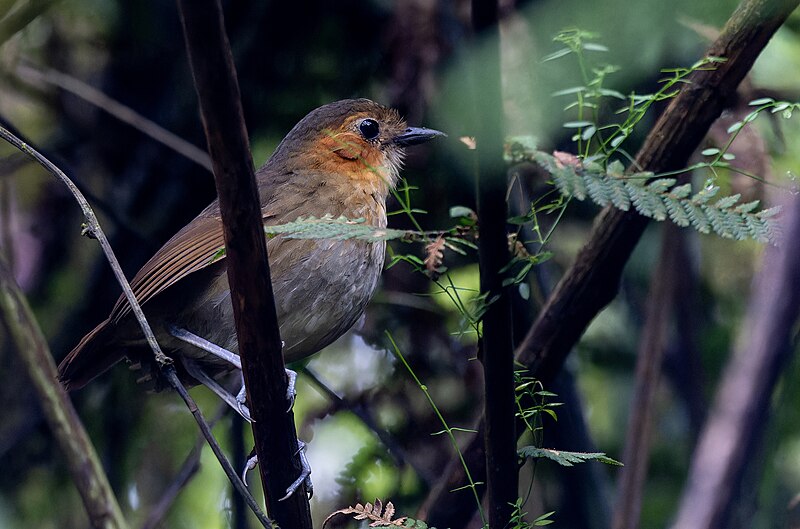 Rufous-faced Antpitta (Grallaria erythrotis) photo